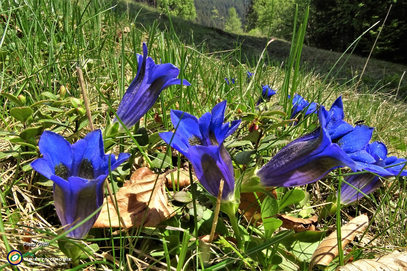 53 All'uscita dal bosco nei prati ...Genziana di Clusius (Gentiana clusii) .JPG